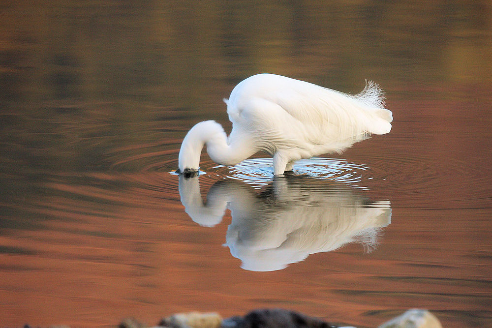 Egretta Garzetta